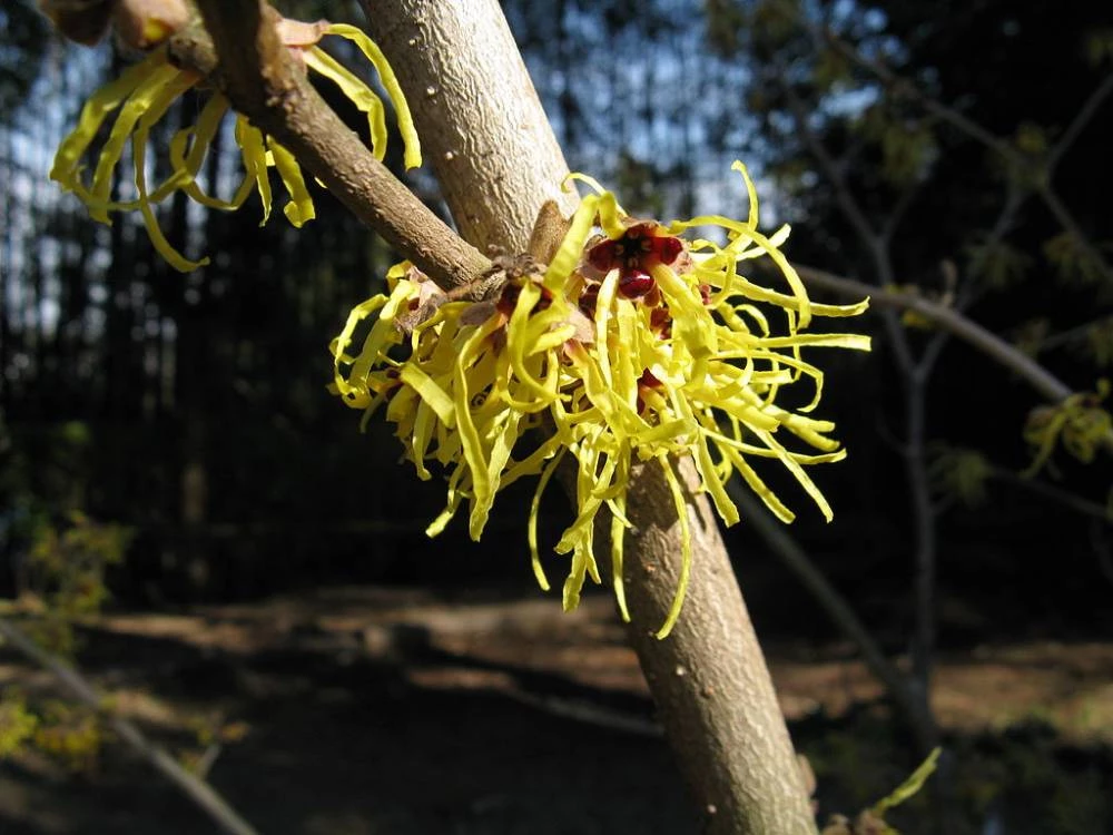 Hamamelis x intermedia Westerstede 9 cm achats avantageux sur