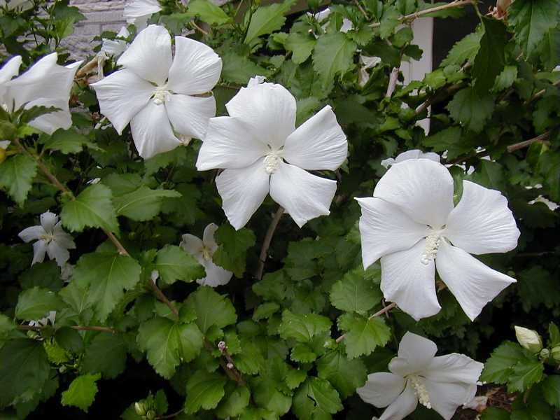 HIBISCUS syriacus 'Diana' - Hibiscus à fleur blanche simple, mauve en arbre  'Diana' | Plantes Shopping