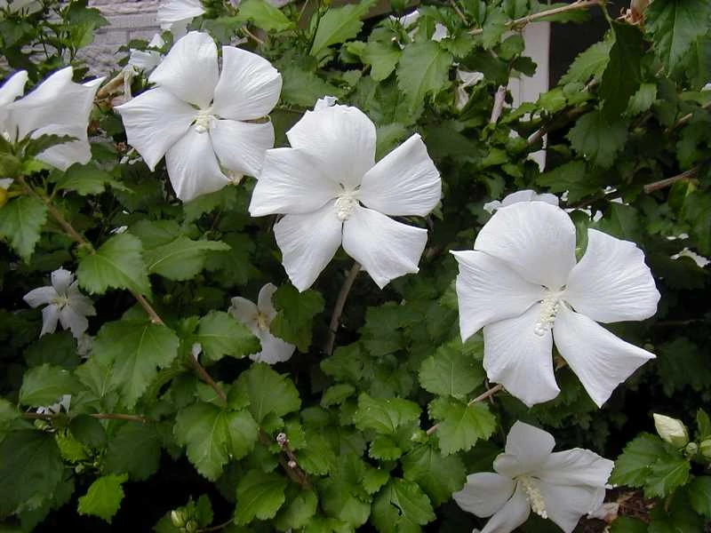 HIBISCUS syriacus 'Diana' - Hibiscus à fleur blanche simple, mauve en arbre  'Diana' | Plantes Shopping