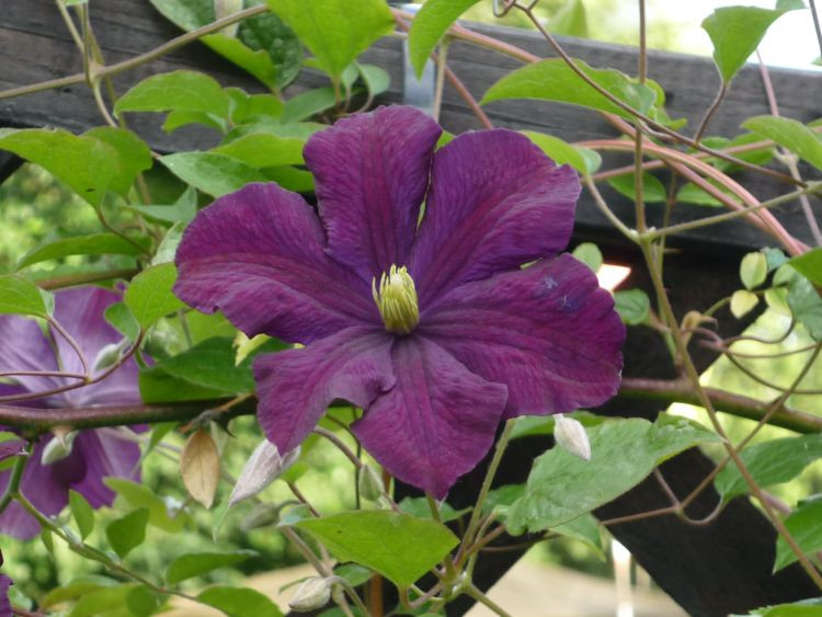 CLEMATITE Viticella 'Etoile Violette' - Plante grimpante | Plantes Shopping