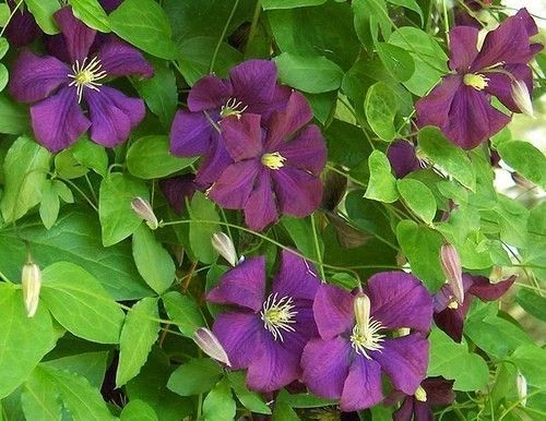 CLEMATITE Viticella 'Etoile Violette' - Plante grimpante | Plantes Shopping