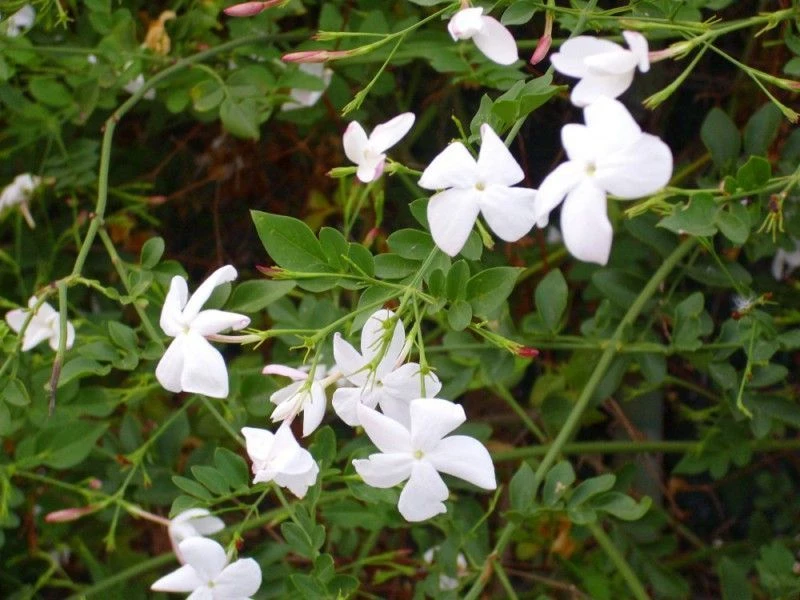 Jasminum officinale (jasmin blanc)