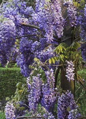 WISTERIA sinensis bleue / GLYCINE DE CHINE BLEUE