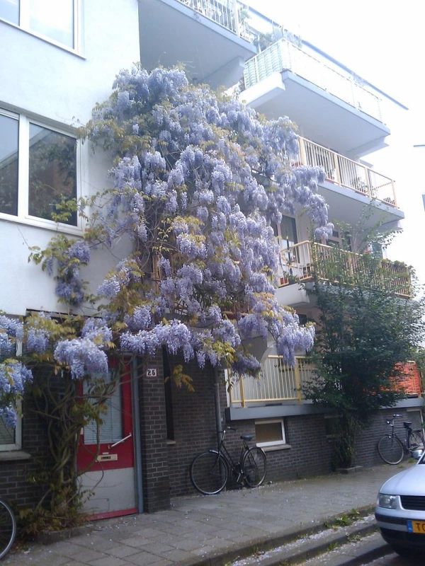 WISTERIA sinensis bleue / GLYCINE DE CHINE BLEUE