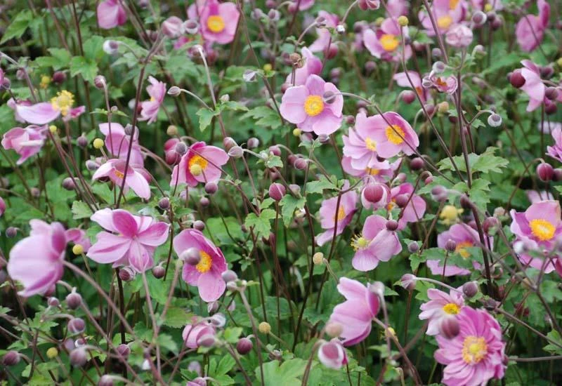 ANEMONE hupehensis 'Praecox' | Plantes Shopping