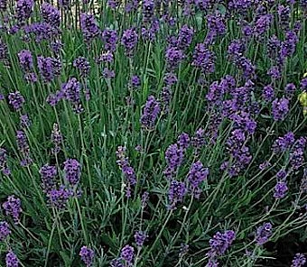 Lavandula angustifolia 'Munstead' (Lavande vraie)