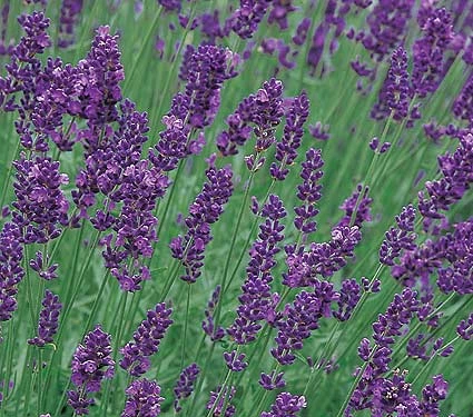 Lavande vraie 'Munstead' (Lavandula angustifolia var. munstead) - Le jardin  des vie-la-joie