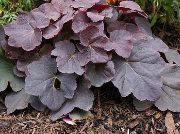 HEUCHERA 'Mocha'® - Heuchère | Plantes Shopping
