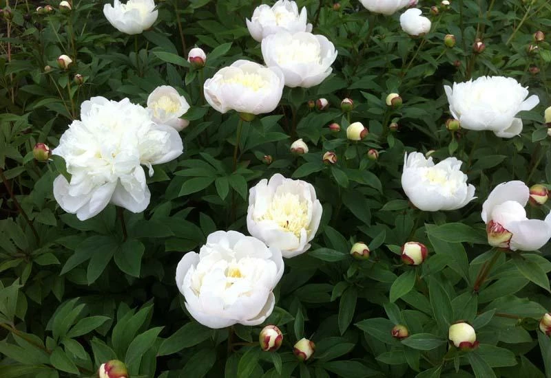 PAEONIA lactiflora 'Immaculée' - Pivoine de Chine | Plantes vivaces