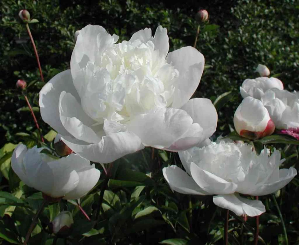 PAEONIA lactiflora 'Immaculée' - Pivoine de Chine | Plantes vivaces