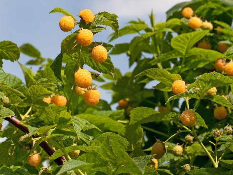 Framboisier jaune orangé 'Golden Everest' - Rubus ideaus
