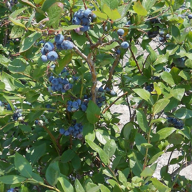 MYRTILLE DES JARDINS BLUE CROP (Vaccinium corymbosum)