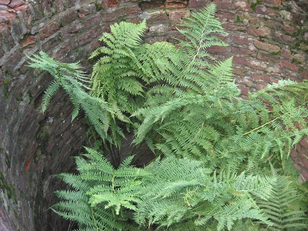 ATHYRIUM filix-femina - Fougère