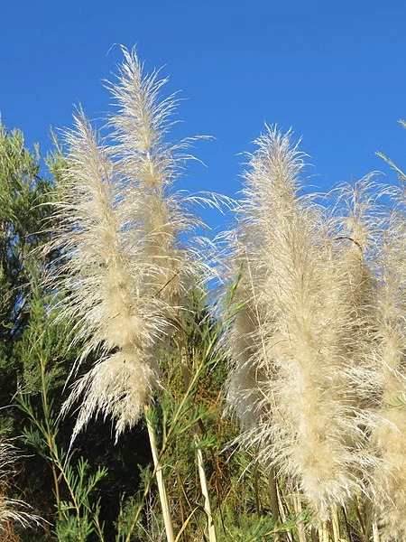 CORTADERIA selloana 'Evita' ® - Herbe de la pampa | graminées