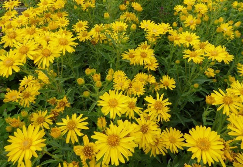 HETEROTHECA villosa 'Golden Sunshine' - Aster jaune | Plantes vivaces