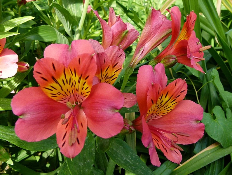 ALSTROEMERIA 'Little Miss Rosalind' - Alstroémère, Lys des Incas | Plantes  Shopping