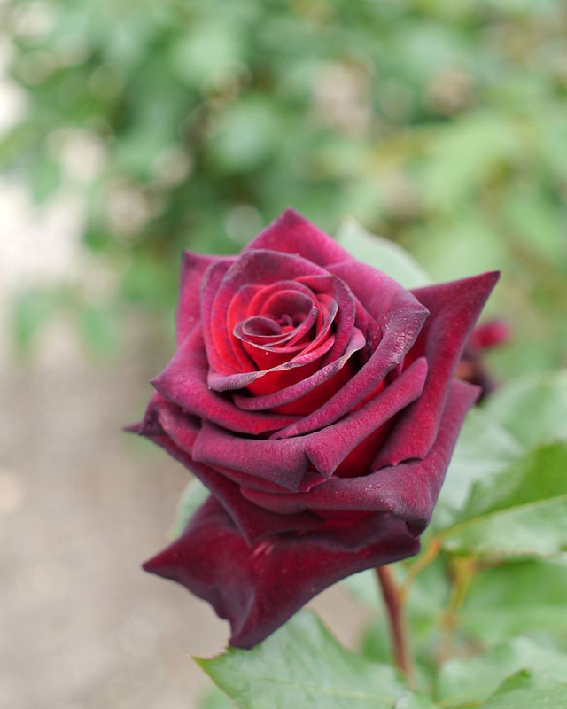 ROSIER Grande fleur 'BLACK BACCARA' ® Meidebenne | rosiers