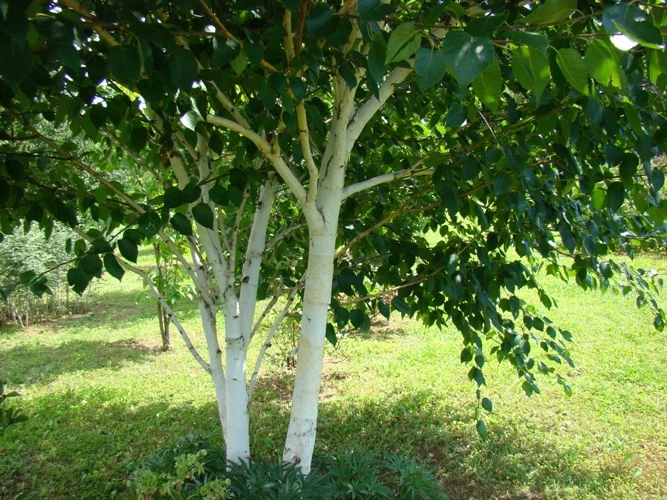 BETULA utilis - Bouleau blanc de l'Himalaya 'Jacquemontii' | Plantes  Shopping