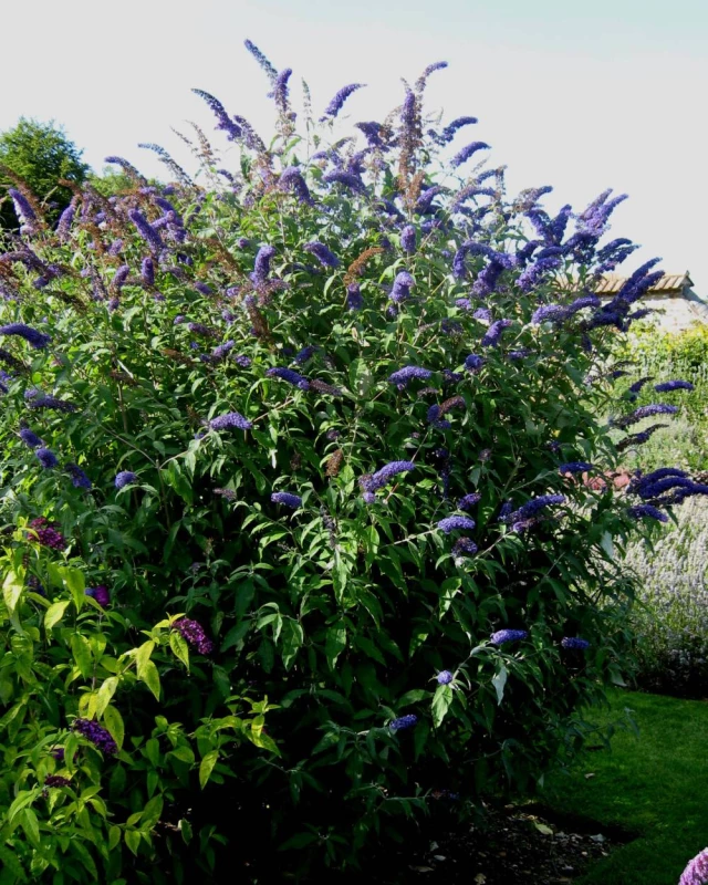 Buddleja davidii 'Back Knight' - Arbre aux papillons