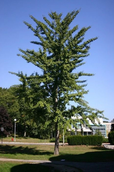 Ginkgo biloba - Ginko - Vente Arbre aux 40 écus