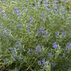 CARYOPTERIS clandonensis 'Heavenly Blue' - Spiréé bleue