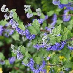 CARYOPTERIS clandonensis 'Heavenly Blue' - Spiréé bleue