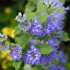 CARYOPTERIS clandonensis 'Heavenly Blue' - Spiréé bleue