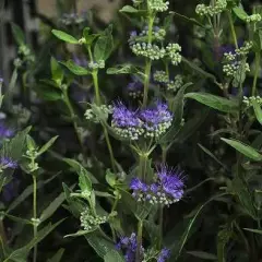 CARYOPTERIS clandonensis 'Heavenly Blue' - Spiréé bleue