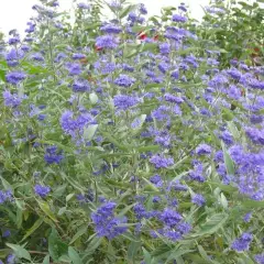 CARYOPTERIS clandonensis 'Heavenly Blue' - Spiréé bleue