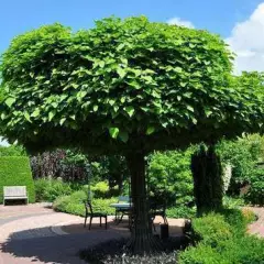 CATALPA bignonioides - Catalpa boule