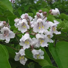 CATALPA bignonioides - Catalpa boule