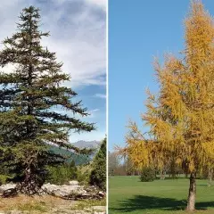 LARIX decidua - Mélèze commun