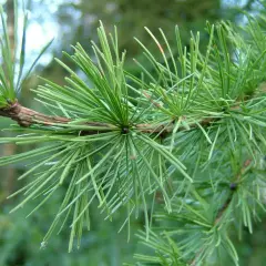 LARIX decidua - Mélèze commun