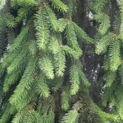 PICEA abies 'Inversa' - Sapin inversé