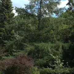 LARIX kaempferi - Mélèze du Japon