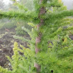 LARIX kaempferi - Mélèze du Japon