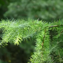 LARIX kaempferi - Mélèze du Japon