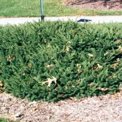 PICEA abies 'repens' - Sapin nain rampant