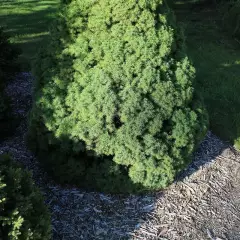 PICEA glauca 'Conica' - Sapinette blanche 'Glauca conica'