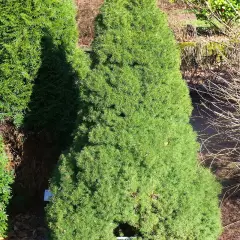 PICEA glauca 'Conica' - Sapinette blanche 'Glauca conica'