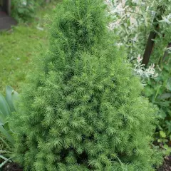 PICEA glauca 'Conica' - Sapinette blanche 'Glauca conica'