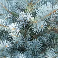 PICEA pungens 'Glauca' - Sapin bleu, Epicea bleu du Colorado