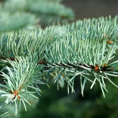 PICEA pungens 'Glauca' - Sapin bleu, Epicea bleu du Colorado