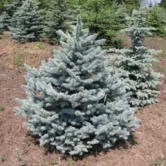 PICEA pungens 'Glauca' - Sapin bleu, Epicea bleu du Colorado