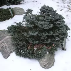 PICEA pungens 'Glauca Globosa' - Sapin bleu nain