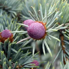 PICEA pungens 'Koster' - Sapin bleu