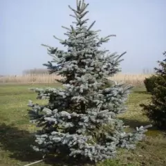 PICEA pungens 'Koster' - Sapin bleu