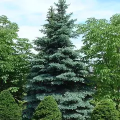 PICEA pungens 'Koster' - Sapin bleu