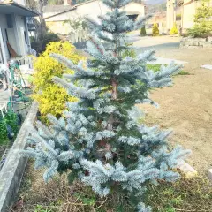 PICEA pungens 'Hoopsii' - Sapin bleu 'Hoopsii', Epicea bleu 'Hoopsii'