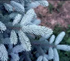 PICEA pungens 'Hoopsii' - Sapin bleu 'Hoopsii', Epicea bleu 'Hoopsii'